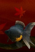 Gold Fish 3D free LWP screenshot 2