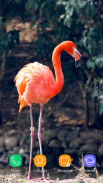 Flamingo wallpaper screenshot 10