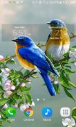 Loving Bird Live Wallpaper screenshot 2