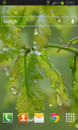 Drops Leaves LWP Free screenshot 1