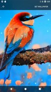 Birds Sounds Ringtones & Wallpapers screenshot 2