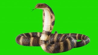 VFX Snakes Effect - Snake Green Screen Videos screenshot 0