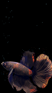 Betta Fish Live Wallpaper FREE screenshot 16