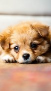 Puppies Live Wallpaper 🐶 Cute Puppy Pictures screenshot 0