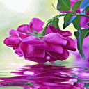 Purple Rose Swining LWP Icon