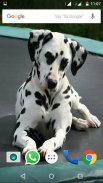 Dalmatian Dog HD Image screenshot 3