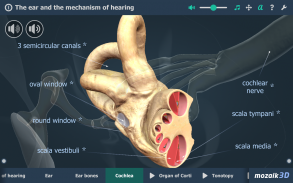 Kulak ve İşitme Süreci 3B screenshot 10
