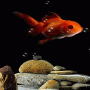 Red Fish Live Wallpaper