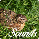 Quail Bird Call Sounds and Ringtone Audio