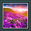 Live Wallpapers Spring Flowers Icon