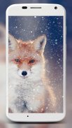 Fox Wallpaper HD screenshot 3