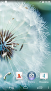 Dandelion Live Wallpaper screenshot 1