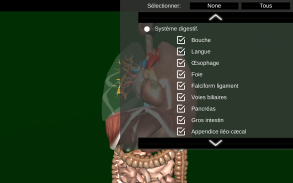 Organes Internes en 3D (Anatomie) screenshot 10