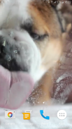 Dog Licks Screen Video LWP screenshot 2