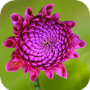 Purple Flower Wallpaper