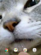 Kitty Licks Screen screenshot 9