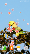 Parrot Live Wallpapers screenshot 6