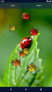 Cute Ladybug Live Wallpaper screenshot 1