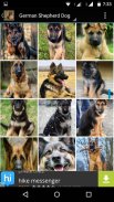 German Shepherd Dog Wallpapers screenshot 6