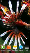 Sea Life Video Wallpapers screenshot 2