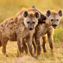 The Hyena Icon