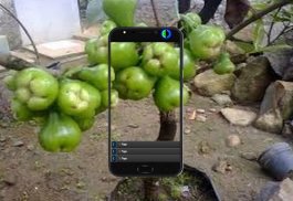 Successfully Planting Fruits in a Pot screenshot 2