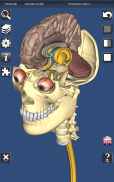 3D Bones and Organs (Anatomy) screenshot 12