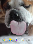 Dog Licks Screen Video LWP screenshot 0