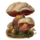 Ciupercomania - mushroom guide Icon