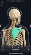 Skeleton Anatomy Pro. screenshot 5
