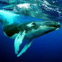 The Humpback Whales - Baixar APK para Android | Aptoide