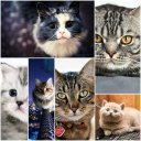 Cats wallpapers 2
