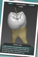 Real Tooth Morphology Free screenshot 0