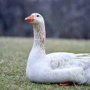 Goose and Geese Sound