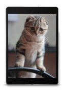 Scottish Fold Wallpapers screenshot 11