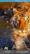 Bengal Tiger Live Wallpaper screenshot 8