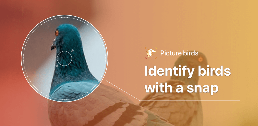 picture-bird-bird-identifier-2-8-4-baixar-apk-para-android-aptoide