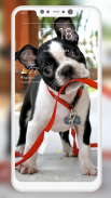 Boston Terrier Wallpaper screenshot 9