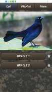 Pest bird caller screenshot 6