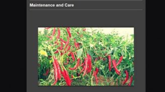 organic chili farming screenshot 0