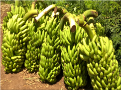 KALRO New Banana Varieties screenshot 1