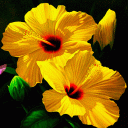 Yellow Flowers LWP