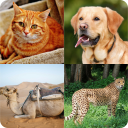 Animals Quiz