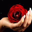 Rose On Hand LWP Icon