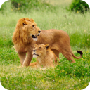 Lion HD Wallpaper Icon