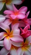 Flowers Wallpaper screenshot 4