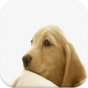 Puppy Video Wallpapers Icon