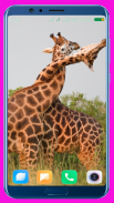 Giraffe Wallpaper screenshot 4