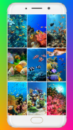 Aquarium Wallpaper HD screenshot 15