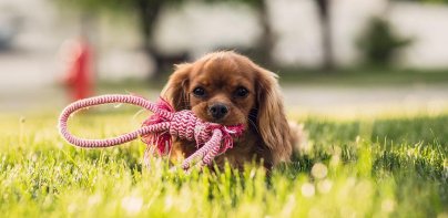 Puppy Wallpapers